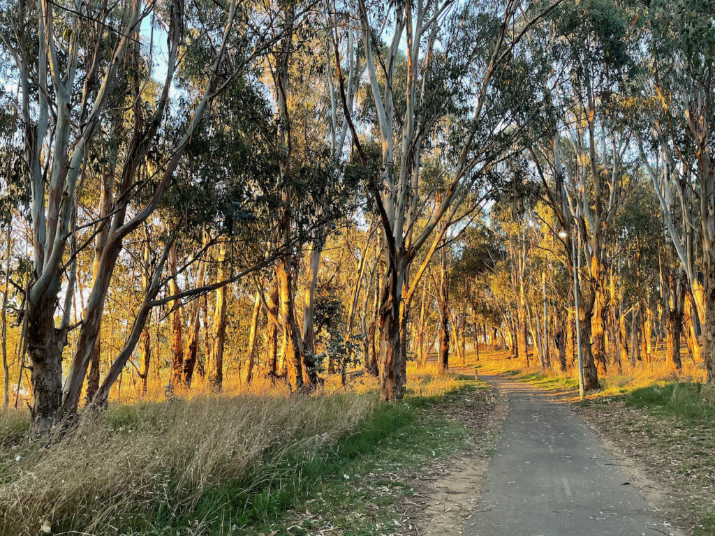 Bargang Gum Forest