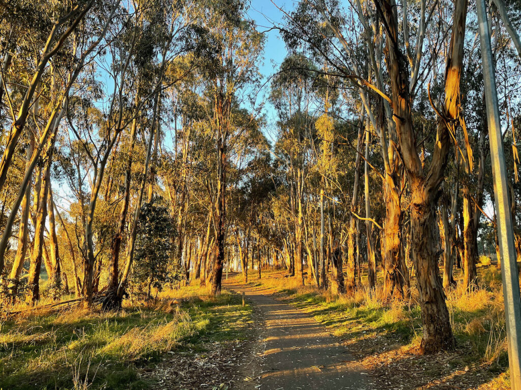 Bargang Gum Forest