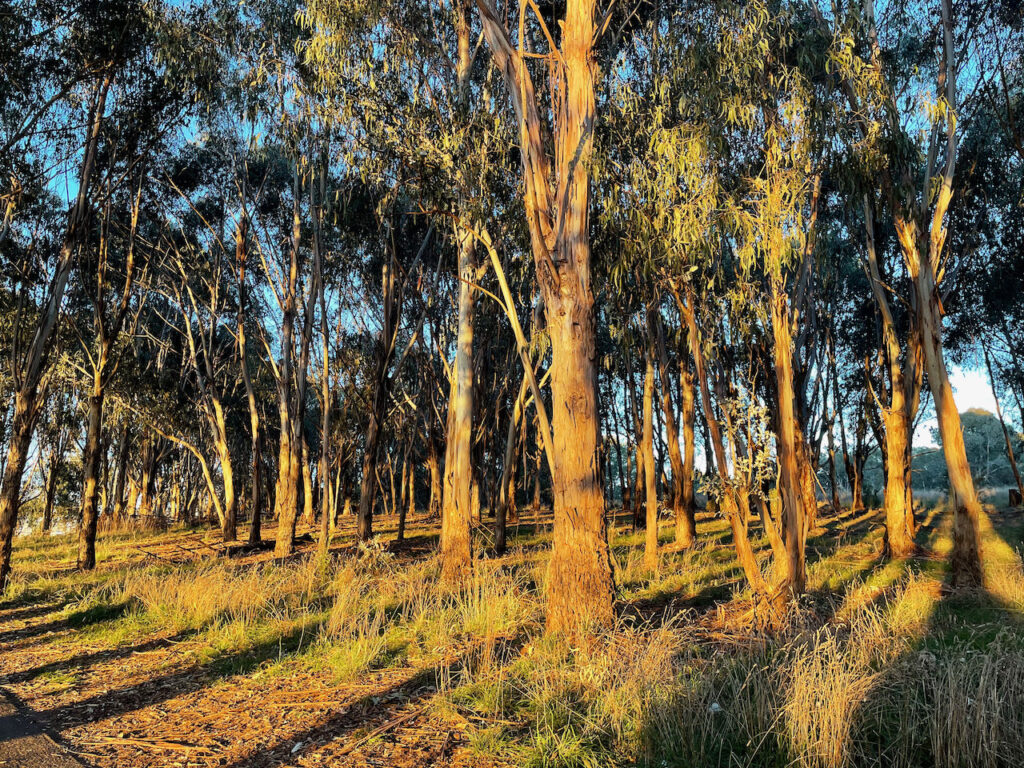 Bargang Gum Forest