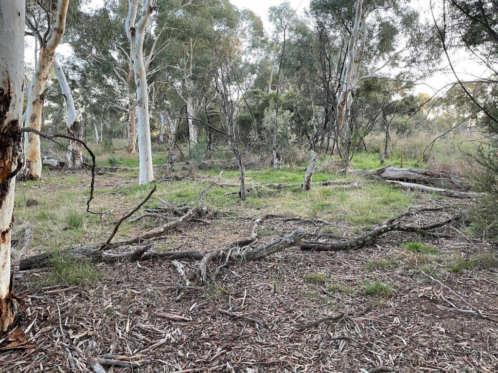 Bargang Gum Forest