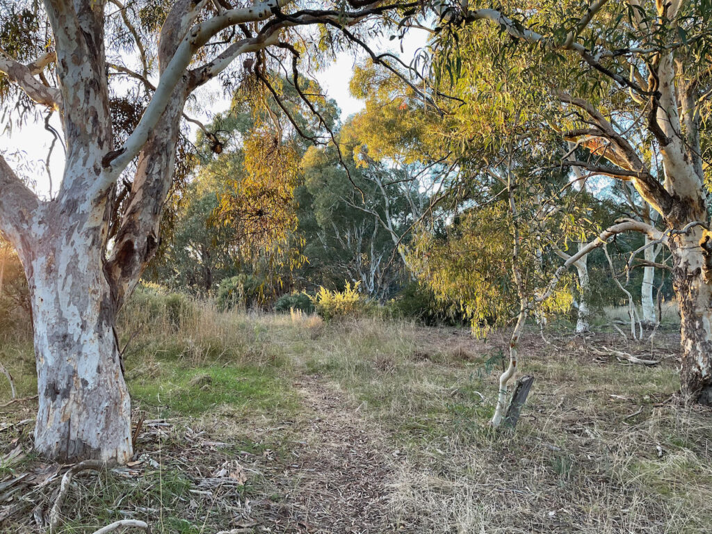 Bargang Gum Forest