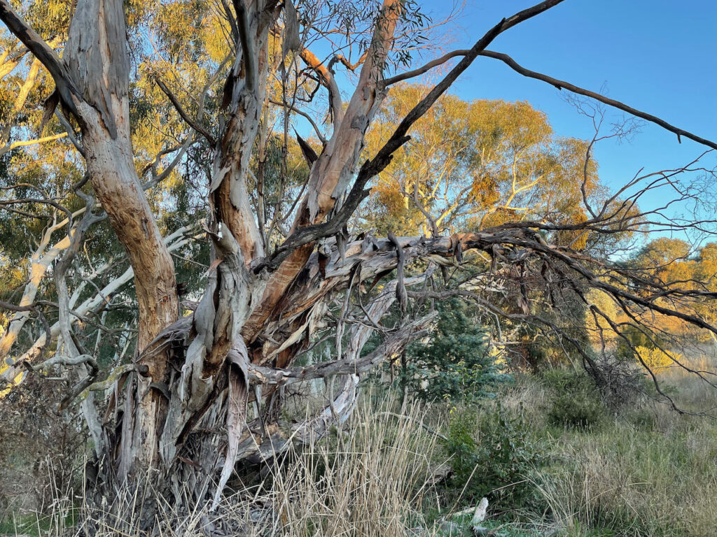 Bargang Gum Forest