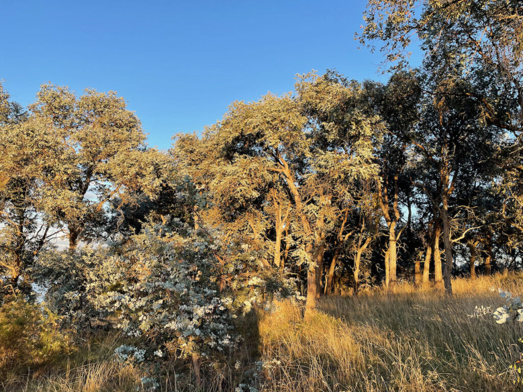 Bargang Gum Forest